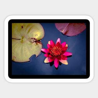 Meditation Wall Art Print - Water Lily Meditation - canvas, Photo print, artboard print, poster Canvas Print Sticker